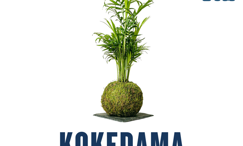 Kokedama making class