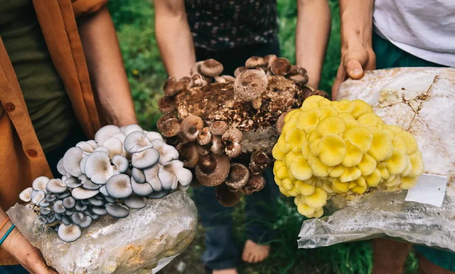 Mushroom Growing Workshop at Viva La Plant Shop