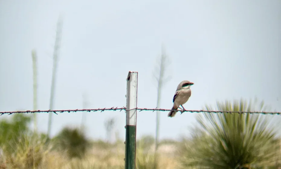 Marfa Bird Club @ DMSP