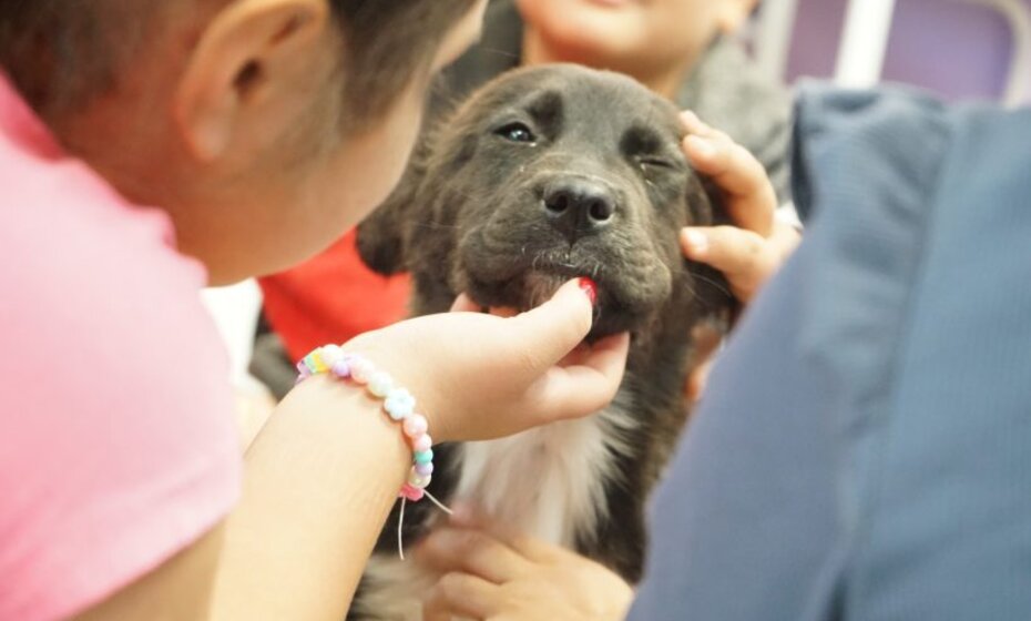 Paws of Gratitude Day Camp