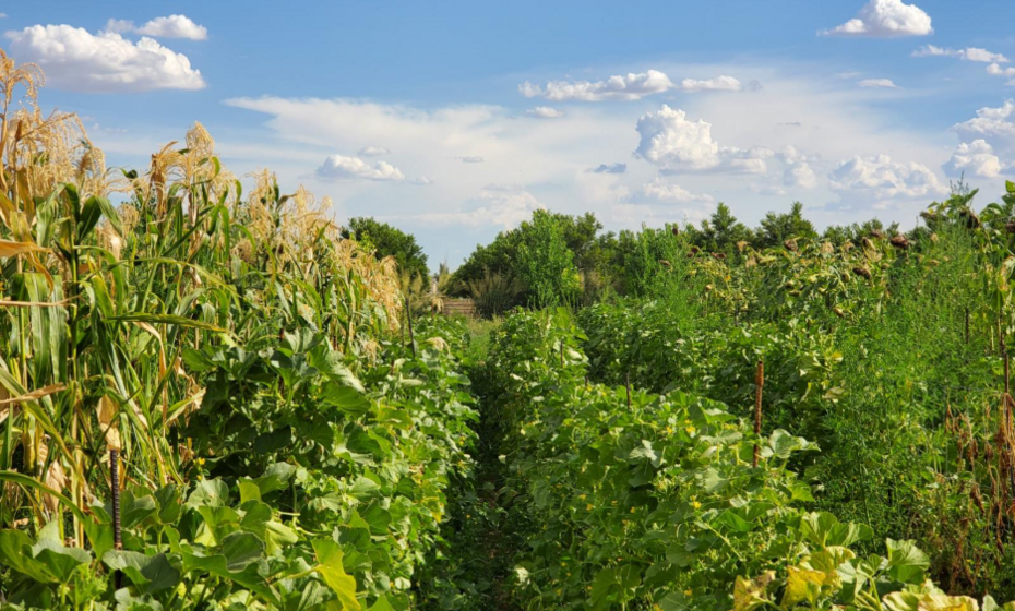 Les Sembrantes:   A Celebration of Desert Foodways Culture