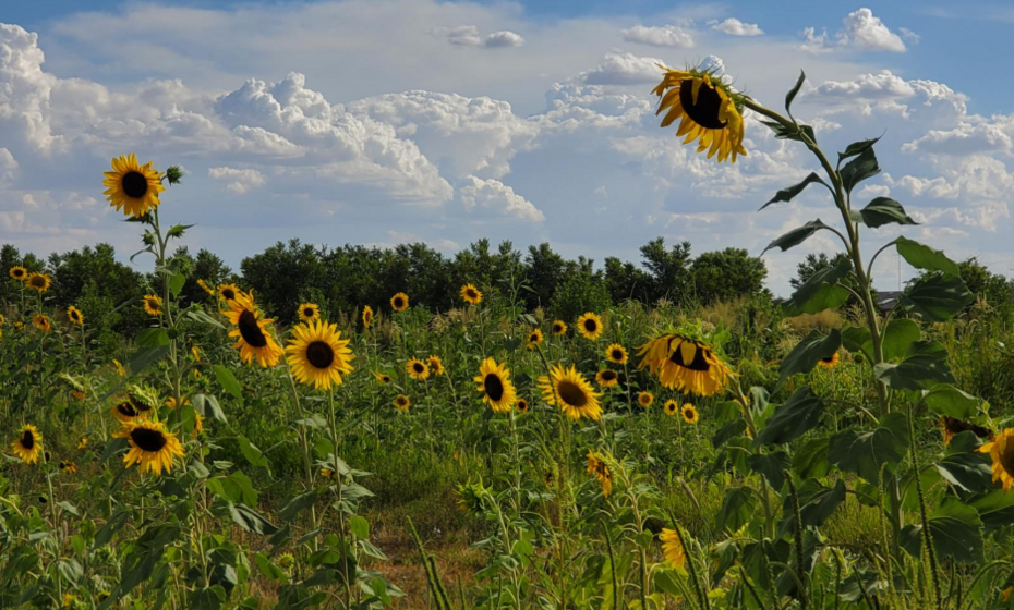 Farm Blessing and Community Planting
