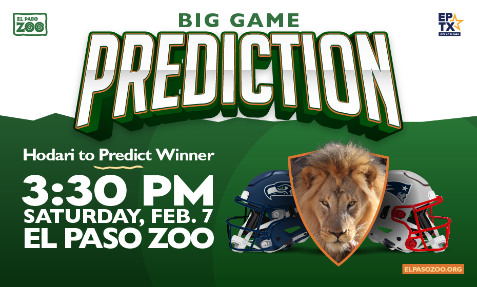 Super Bowl Prediction