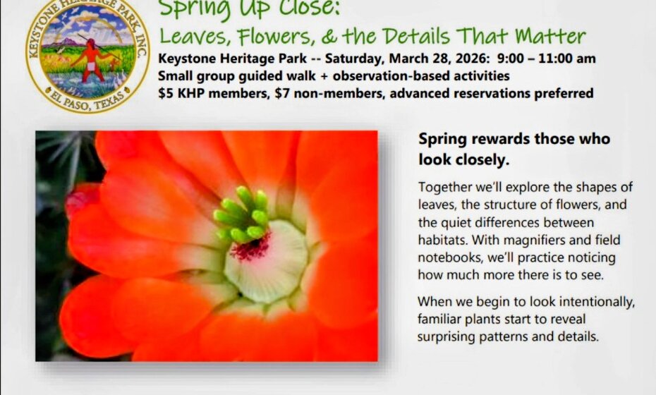 Spring Up Close: Leaves, Flowers, and the Details That Matter