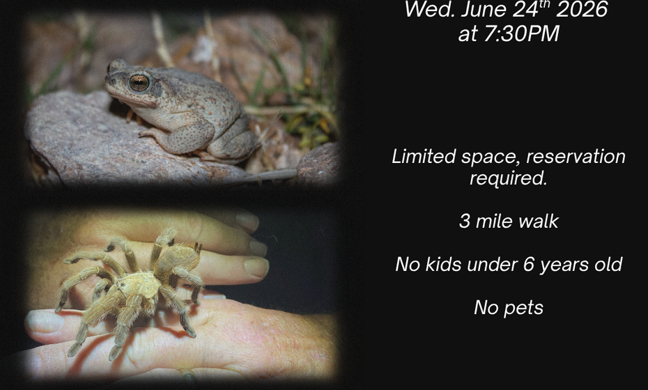 Night Critter Crawl