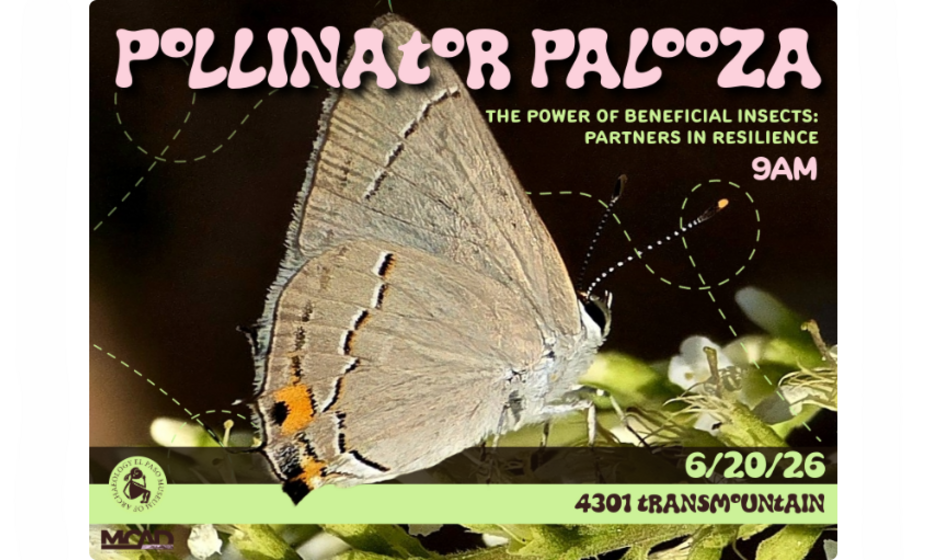 Pollinator Palooza, Talk