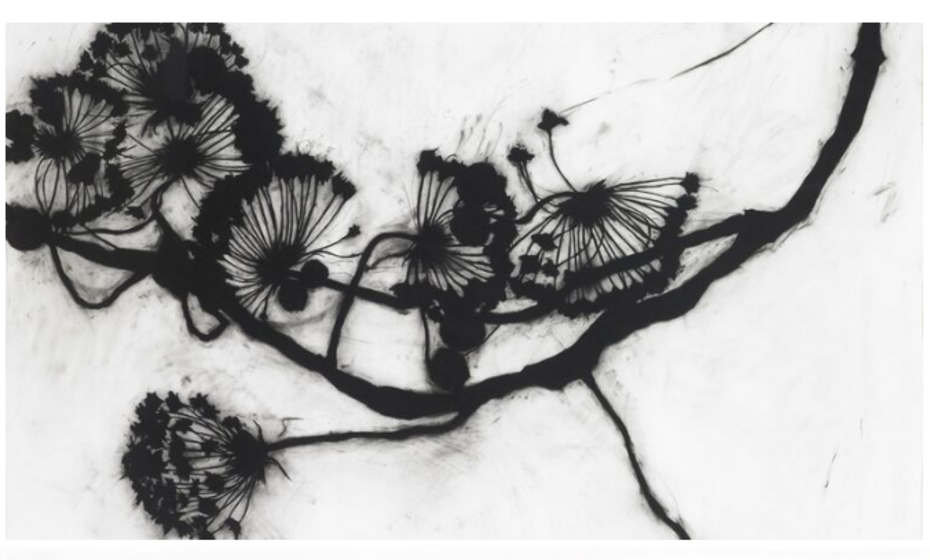 Suzi Davidoff: Wander (art exhibit)