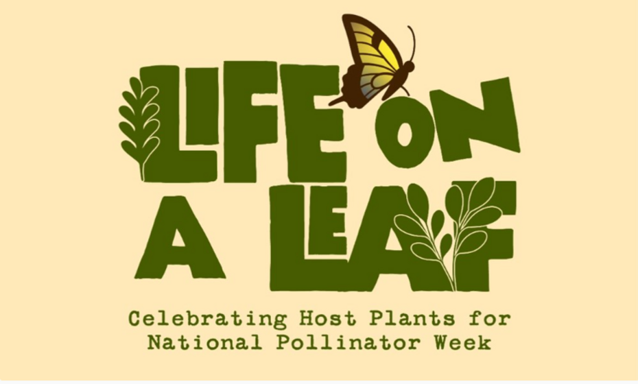 Life on a Leaf: Celebrating Host Plants for National Pollinator Week