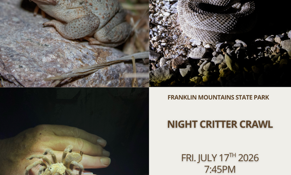 Night Critter Crawl
