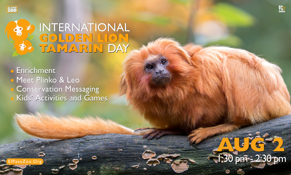Int'l Golden Lion Tamarin Day!