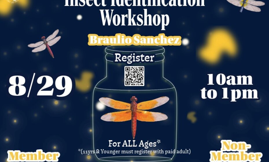 Insect Identification Workshop