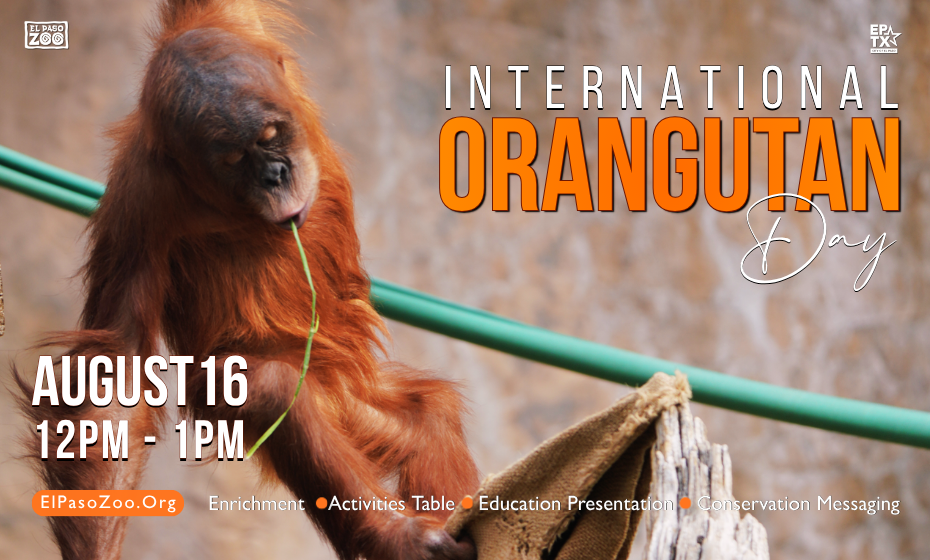 International Orangutan Day!