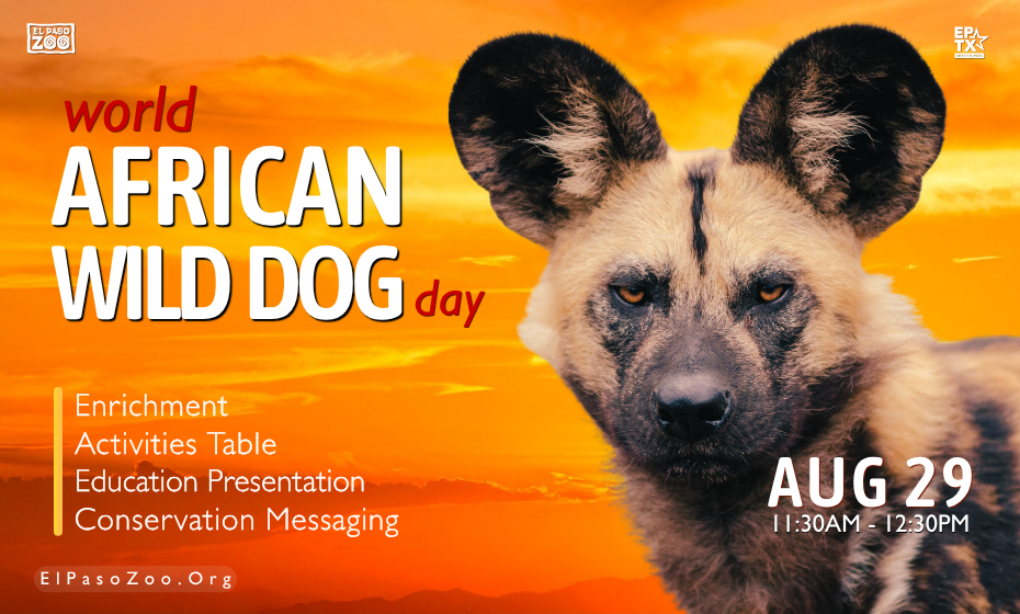 World African Wild Dog Day